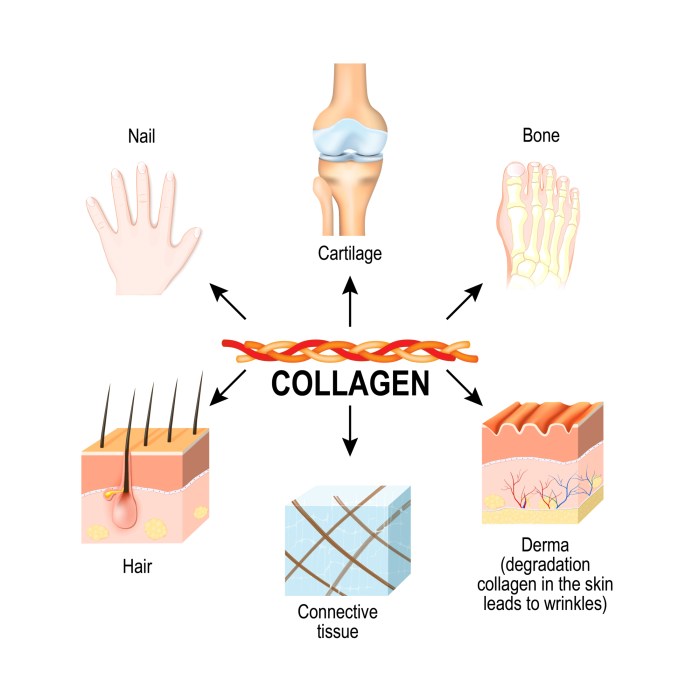 Collagen benefits